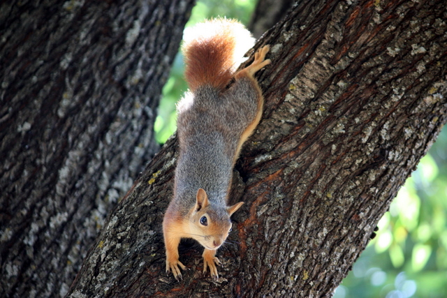 sciurus anomalous, Persian squirrel, running down trunk of almond tree.